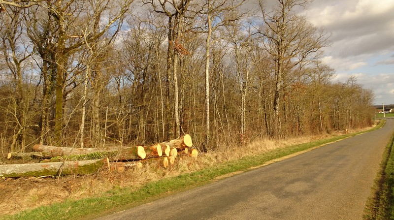abattage arbres bois d'augy