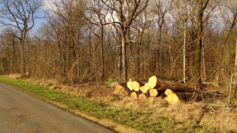 abattage arbres bois d'augy